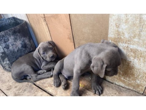 Safkan uygun cane corso
