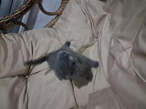 Tatlı scottish fold kardeşler sahiplerini bekliyor