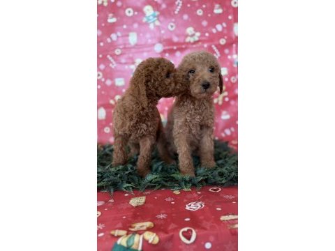 Safkan dev (gıant) poodle yavruları