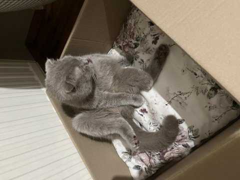 Sakin uslu badem british shorthair