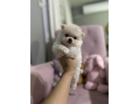 50 günlük dişi pomeranian