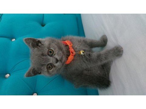 65 günlük scottish fold yavrular eğitimleri tam