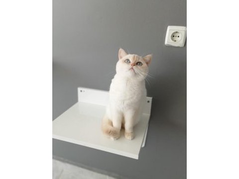 British shorthair red point