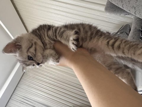 Koca kafalı british shorthair bebeklerim