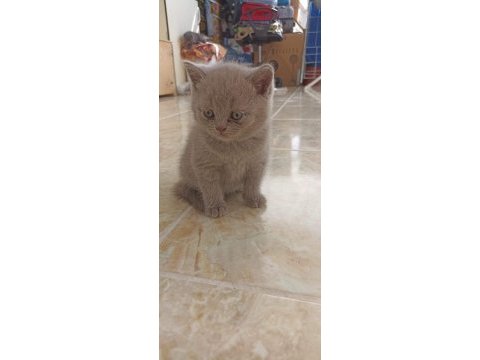 Top kafa ayıcık surat british shorthair kedisi