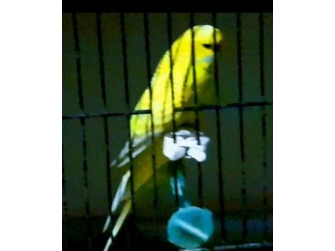 Muhabet kuşu açiklamalari okuyunuz