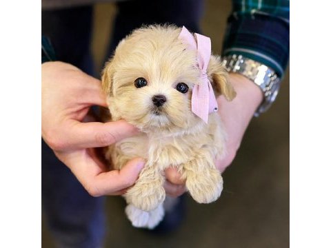 Toy poodle bebeklerim