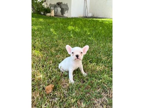 3 aylık french bulldog yavrularımız