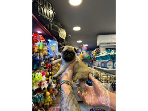 Yurt dışı girişli sağlık ve ırk garantili pug bebekler