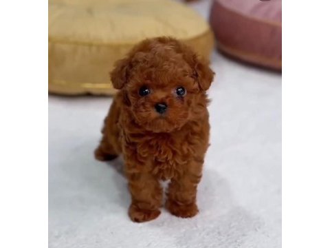 Türkiyenin en iddialı poodle bebeğiyle karşınızdayız