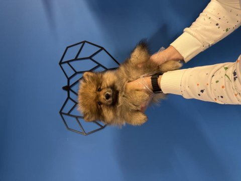 Şirin ve özel pomeranian bebeğimiz