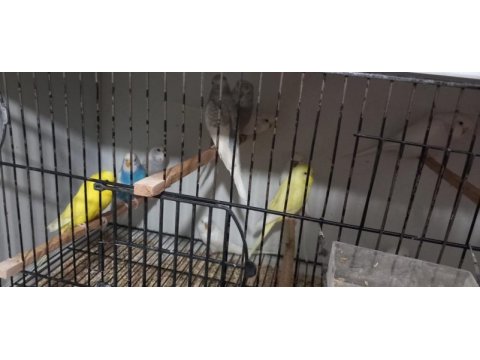 Ele gelmelik ve erişkin muhabbetler