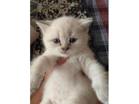 Scottish straight ve scottish fold yavrular
