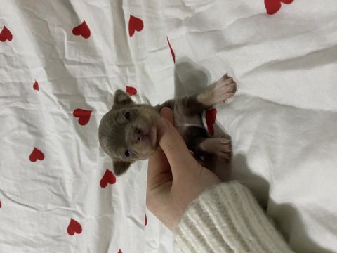 Kaliteli şivava bebeklerimiz rezerve açıldı