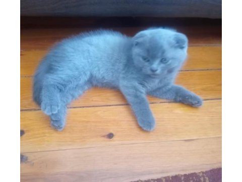 Scottish fold erkek