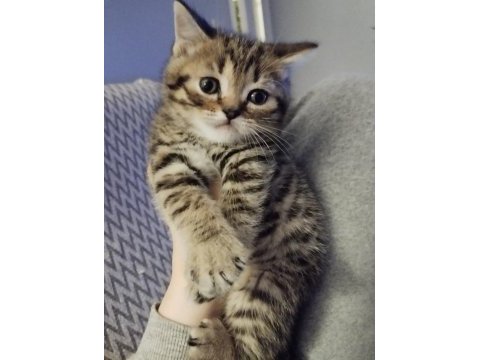 Scottish fold blue point bebekler