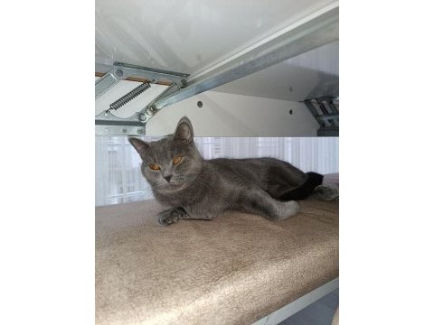 British shorthair 2 yaşında