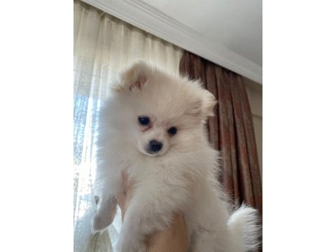 Pomeranian boo 3 aylık yavrularımız