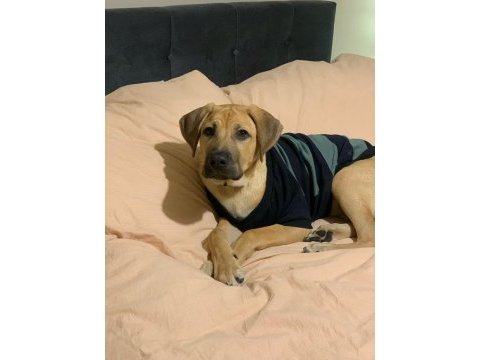 Labrador kırma erkek 5 aylık aşıları tam