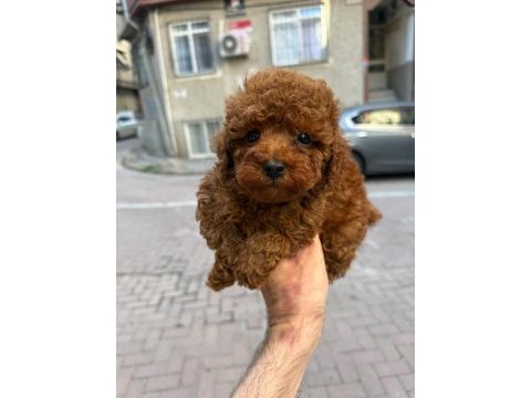Sağlık ve ırk garantili aşılı çipli poodle bebek