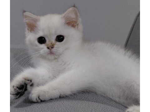 British shorthair beyaz kedimiz