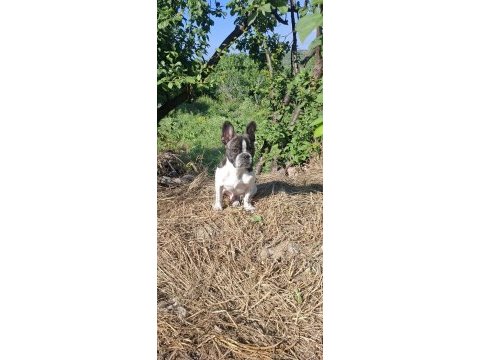 French bulldog köpeğimiz 5 aylık