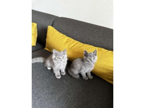 2aylık gri british shorthair yavrular