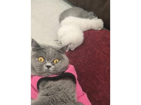 British blue point safkan ayı surat