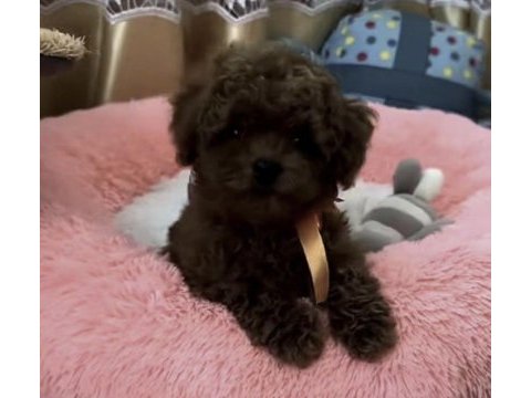 Toy poodle köpeğimiz için ulaşın