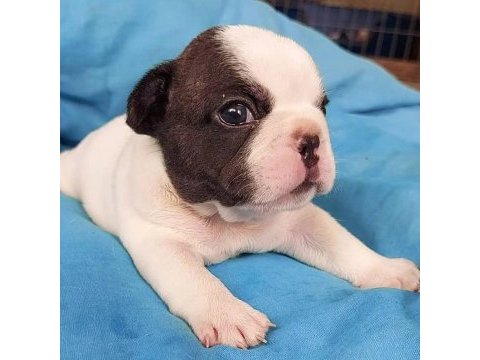 French bulldog yavruları
