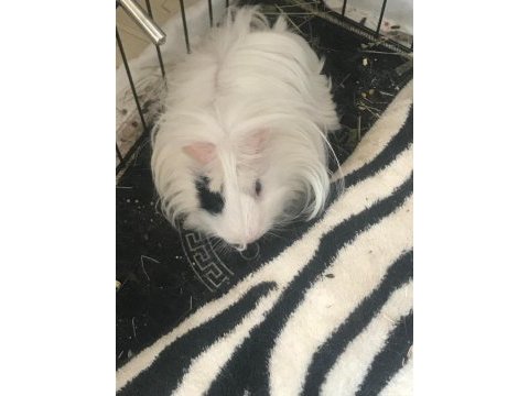 Guinea pigimi sahiplendiriyorum