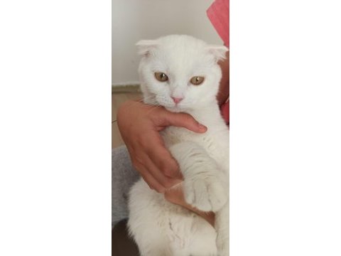 Orjinal scottish fold beyaz 3 aylık yavru