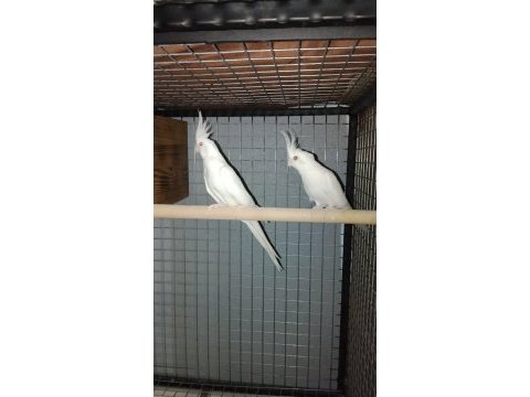 Yavru alınmış albino çift