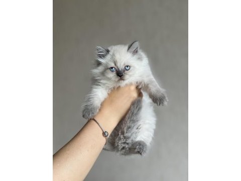 Evinizin neşesi british longhair blue point