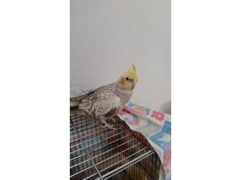 Sultan papağanı yavruları erkek dişili