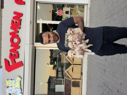 Türkiye’nin en güzel maltipoo yavruları ankara mağaza