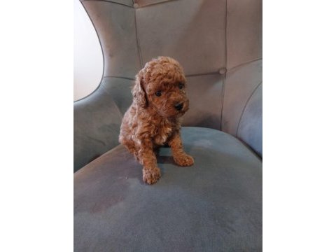 Toy poodle 40 günlük