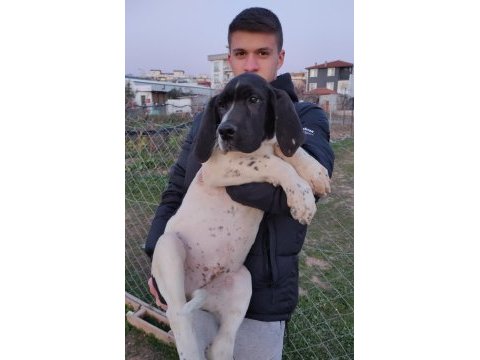 Great dane danua yavrular