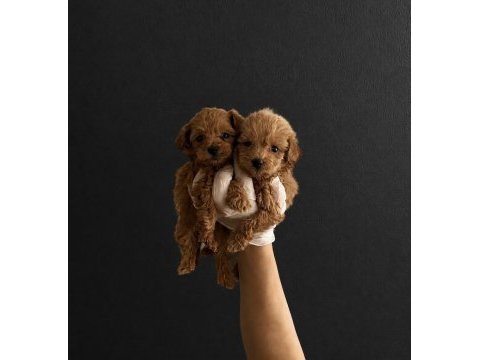 Orijinal teacup maltipoo yavrularımız