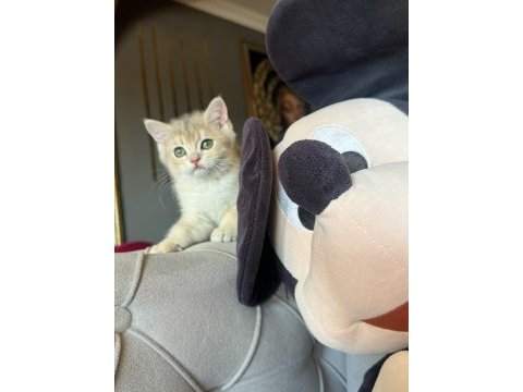 Safkan british shorthair erkek yavru