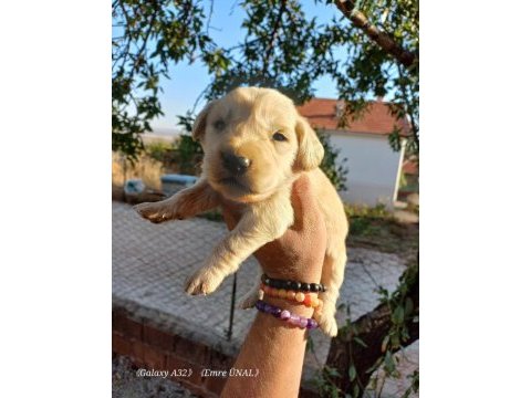 Baby face golden retriever bebeklerimiz