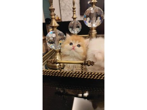 Full secereli british longhair bebekler