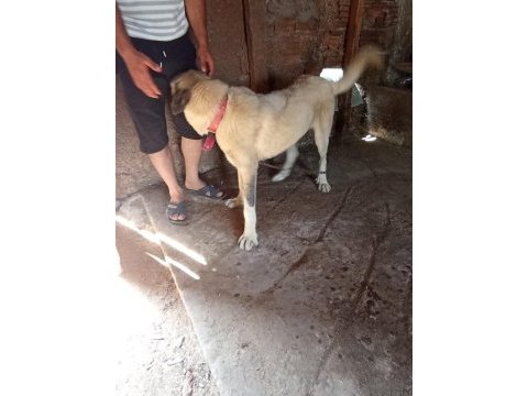 Sahibinden orijinal beş aylık erkek kangal köpeği