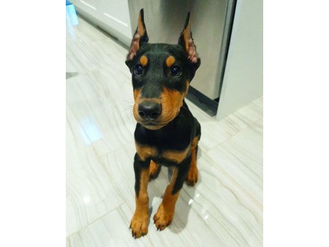 Kızıl ve siyah doberman