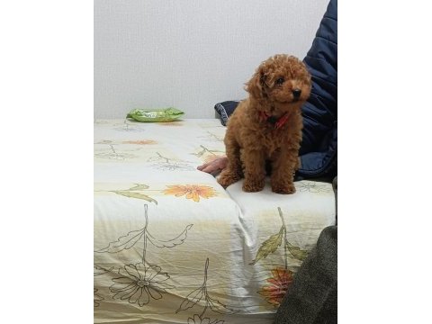 Toy poodle bebeklerimiz