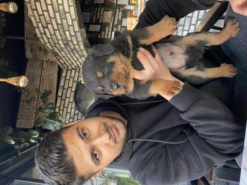 Acil sahiplendirilecek erkek rottweiler