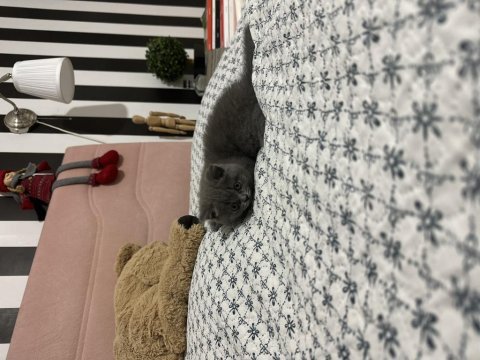 Tatlı yavrumuza yeni yuva arıyoruz scottish fold