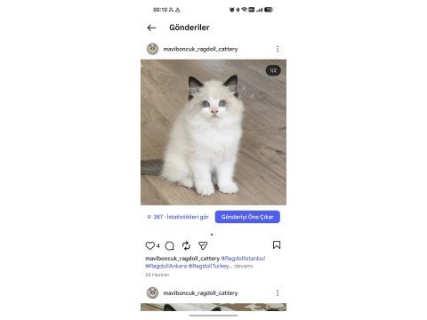 Şecereli ragdoll yavruları