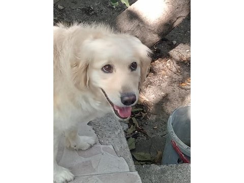 Ömürlük yuva golden retriever