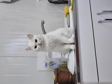 Safkan british longhair